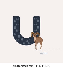Vector illustration. Dark blue letter U with urial tracks, a cartoon urial. Animal alphabet.