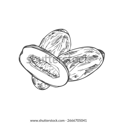 Vector Illustration of Date Fruit.