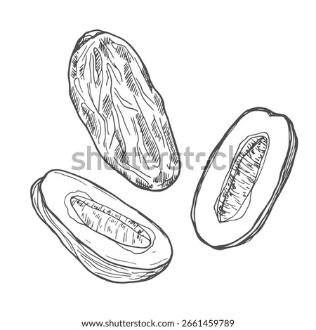 Vector Illustration of Date Fruit. Hand dawn whole dates and slices