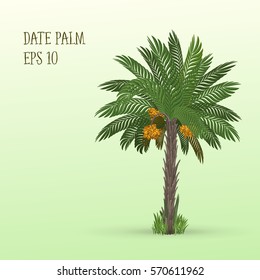 Vector illustration of Date palm tree with ripe fruits dates on light green background