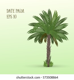 Vector illustration of Date palm tree on light green background