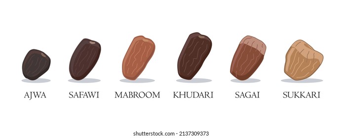 vector illustration of dates types. isolated on white background. perfect for education, catalogue, etc.