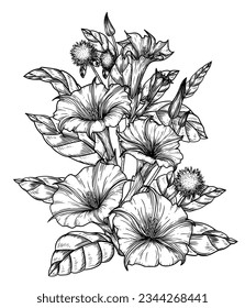 Vector illustration of Datura flower bush in engraving style