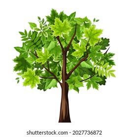 Ilustración vectorial de un árbol verde caducifolio aislado sobre un fondo blanco.