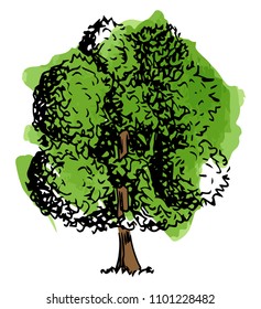 vector illustration of a deciduous tree sketched by hand
