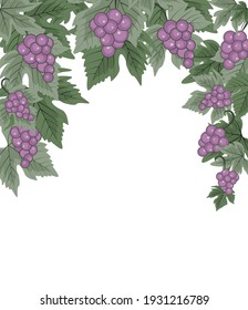 Vector illustration of decorations of red grapes natural background