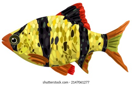 Vector illustration of decorative aquarium barbus fish isolated on white background.
