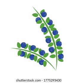 Vector illustration of a decorative blueberry branch on a white background. An element of your design for various purposes.