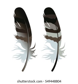 vector illustration of decorative feather isolated on white background