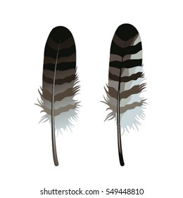 vector illustration of decorative feather isolated on white background