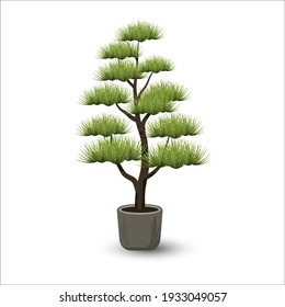 Vector illustration of a decorative niwaki bonsai tree on a white background. Garden bonsai niwaki with green pine thorns on a pine. Decorative trimming and pruning of trees and shrubs