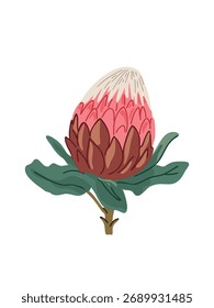 vector illustration decorative protea flower
