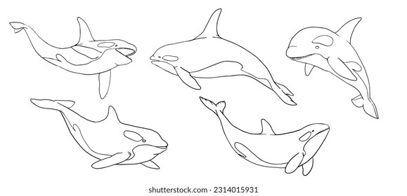 vector illustration of a deep sea predatory orca in various poses