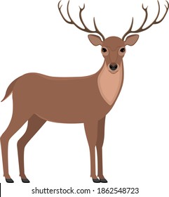 Vector illustration of a deer. Artiodactyl mammal.