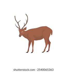 Vector illustration of deer in cartoon flat style. Male or female deer wild life animal isolated in white background. Cute different poses deer with long horns for logo, icon, infographic, symbol