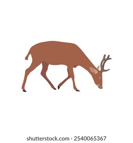 Vector illustration of deer in cartoon flat style. Male or female deer wild life animal isolated in white background. Cute different poses deer with long horns for logo, icon, infographic, symbol