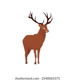 Vector illustration of deer in cartoon flat style. Male or female deer wild life animal isolated in white background. Cute different poses deer with long horns for logo, icon, infographic, symbol