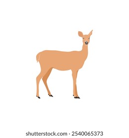 Vector illustration of deer in cartoon flat style. Male or female deer wild life animal isolated in white background. Cute different poses deer with long horns for logo, icon, infographic, symbol