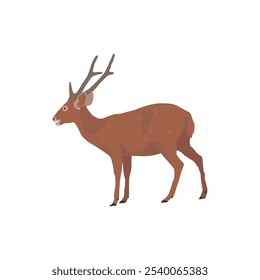 Vector illustration of deer in cartoon flat style. Male or female deer wild life animal isolated in white background. Cute different poses deer with long horns for logo, icon, infographic, symbol