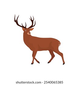 Vector illustration of deer in cartoon flat style. Male or female deer wild life animal isolated in white background. Cute different poses deer with long horns for logo, icon, infographic, symbol