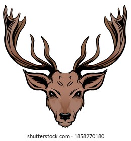 Vector illustration of a deer head on white background