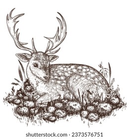Vector illustration of a deer lying in the bushes of grass and stones in engraving style