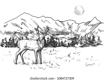 Vector illustration of a deer in mountain and pine forest landscape panorama. Vintage engraving style.