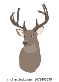 vector illustration deer portrait,color drawing, vector, white background