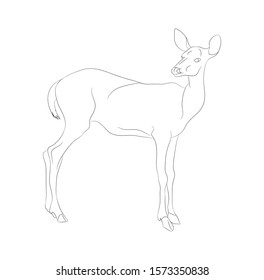 vector illustration deer stands drawing lines, vector, white background