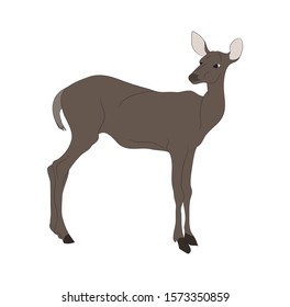 vector illustration of a deer that stands, drawing color, vector, white background