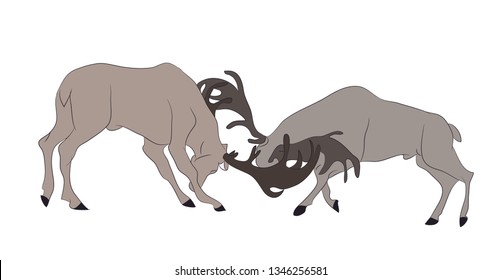 vector illustration of deer who fight, vector, color drawing, on white background