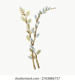 Vector illustration of delicate pussy willow branches with soft, fluffy catkins in pastel shades, set against a clean white background.