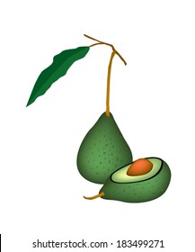 Vector Illustration of Delicious Fresh Green Avocado and Leaves with Half Avocado Isolated on White Background. 