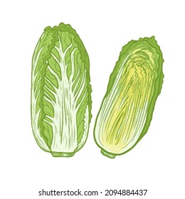 vector illustration delicious juicy vegetables food for health
cabbage 