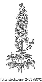 Vector illustration of delphinium flower in engraving style