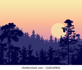 Vector illustration of a dense coniferous forest on a hill under a morning or evening violet sky with red and yellow sunrise - with multi-layer effect and space for text