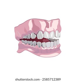 vector illustration of a dental jaw model, isolated. Perfect for dental presentations, infographics, orthodontic materials, educational graphics, and oral health-related designs.