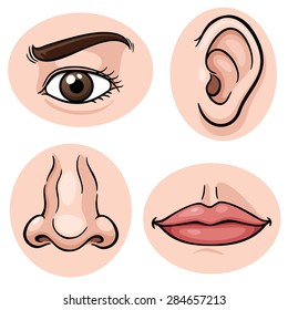 Vector illustration of depicting the 4 senses