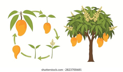 Vector illustration depicting the botanical growth cycle of a mango tree from seed to maturity, including germination phases, flowers, and a full tree with ripe yellow fruit on white.