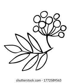 Vector illustration depicting a branch with rowan berries. Drawn by hand in doodle style. Sample element isolated on white. Design for coloring, design packaging tea or herbs, cards, fabrics.