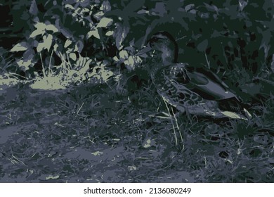 Vector illustration depicting a duck standing on the shore of a pond near the grass. Illustration in small color range.