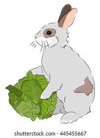 Vector illustration depicting a gray rabbit, holding a cabbage.