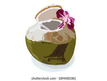 Vector illustration depicting a green open coconut with a straw and pink orchid on a saucer.