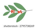 Vector illustration depicting green yerba mate leaves with vibrant red berries, ideal for botanical art or tea product designs.