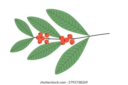 Vector illustration depicting green yerba mate leaves with vibrant red berries, ideal for botanical art or tea product designs.