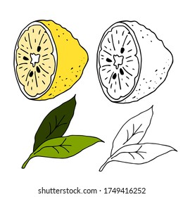 Vector illustration depicting halves of yellow lemons with green leaves. Hand drawn in doodle style. Colorful design for decorating a recipe, menu, postcard, invitation, wrapping paper.