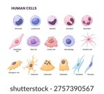Vector illustration depicting human cells.