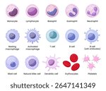 Vector illustration depicting human immune cells, including macrophages and mast cells, showcasing the biology of the immune system and monocyte types in immunology.
