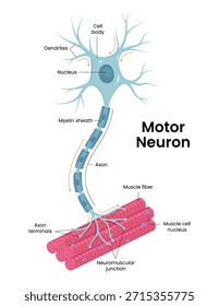 Ilustración vectorial de representar el sistema nervioso con neuronas detalladas, vías motoras, conexiones musculares y varias células involucradas en la transmisión de señales.