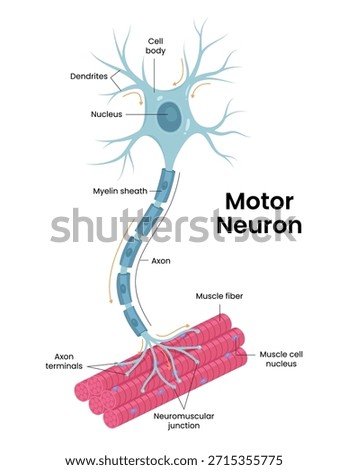 Vector Illustration of depicting the nervous system with detailed neurons, motor pathways, muscle connections, and various cells involved in signal transmission.